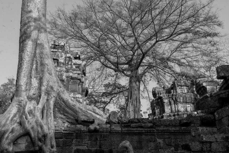 ta prohm-128.jpg